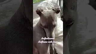 🐶Завести красивую собаку..