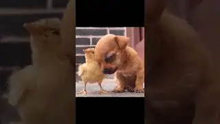 cutest thing ever #puppy #chick #video
