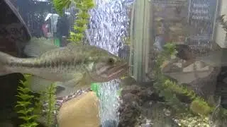 Akvárium sladkovodních ryb na stánku ČRS na FOR FISHING 2020