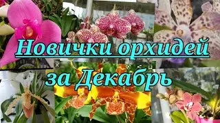 Новинки орхидей за Декабрь 2019г.
