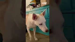 Dog confused after hearing late 'brother' barking in video