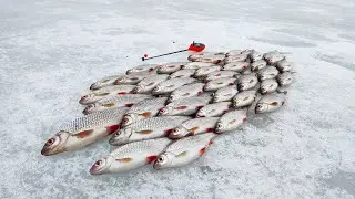 Ловля МОРДАТОЙ плотвы! Поймал щуку за 100$. Весенняя рыбалка со льда