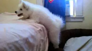 Lexi the Samoyed learns how to get on the bed