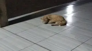 KUCING BERTEMU TEMANNYA