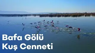 Kuş cenneti Bafa Gölü