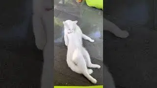 Cute cat #funnycats #cats #animals #shortvideo