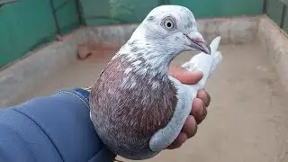 800/Allover  तीन स्पेशल जोड़े अंदर वाले !! 7494900384 Three Special Pairs Inside !!  Pihu Pigeons Up