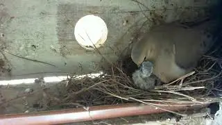 S6E08   Day four in the life of mourning dove hatchlings.