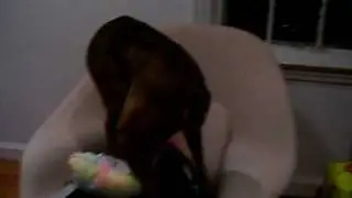 bowser gets comfy