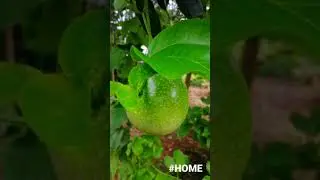 #HOME #youtubeshorts #shorts #trending #viralvideo