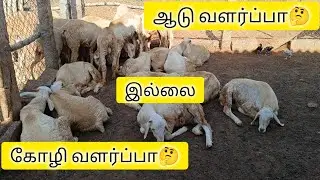 நம்ம கிட்ட இருக்கிற கோழிகள்  எல்லாம் எப்படி இருக்கு னு பாருங்க / ஆடு வளர்ப்பு or கோழி வளர்ப்பு