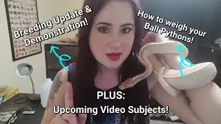 Breeding Update & Demonstration! How to weigh your Ball Pythons! 🐍
