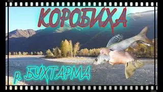 Рыбалка в Катон-Карагайском районе на Хариуса. р. Бухтарма