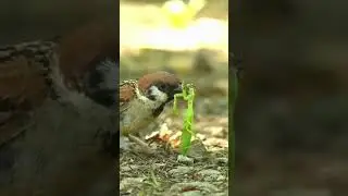 Богомол против Воробья #птицы #природа #насекомые  #birds  #nature #bird #finch #goldfinch #животные