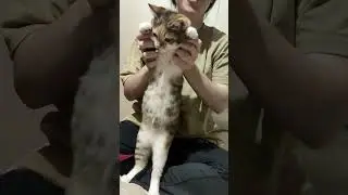 танец живота