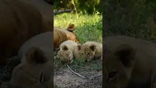 Adorable lion cubs