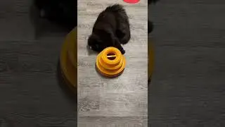Fluffy Cat’s Tried & Tested Tips to Successfully Catch Da Ball In Da Tower 
