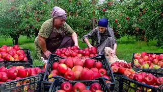 Harvesting Red Apples and Making Jam for Winter Preparations