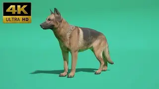 016 - Green Screen | Chroma Key | Animal 4K | Dog