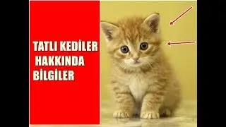 TATLI YAVRU KEDİLER | KEDİLER HAKKINDA BİLGİLER!