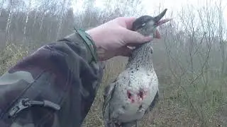 Охота на Утку с подхода 10 2022г.