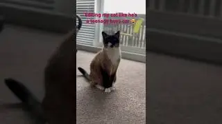 Editing my cat like a car 😅 my first (irl) edit #car #cat #edit #caredit #catedit #cats #tiktok