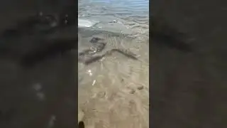 побег