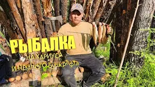 С собакой за ХАРИУСОМ по Тайге. Bushcraft trip in Russia