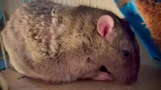 Even More Rat ASMR