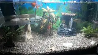 Akvarij sa slatkovodnim ribicama