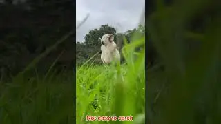 Deadly ram nearly knocks me over , watch what happens then #sheepfarming #youtubeshorts #funny #