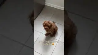 оригинальная версия ;) так бы и съела это чудо маленькое !!!🥹🥹🥹