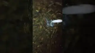 Полный ролик на канале #рыбалка #кама #фидер #налим