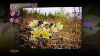 Все цветы: Вам!  Die ersten Blumen des Fruhlings!