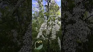 Время соловьев! Приезжайте наслаждаться! 