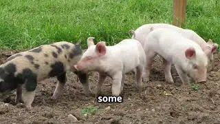 Porkstars! All the different kinds of Pork