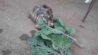 Tortue radiata
