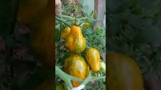 Томат МАЙКЛ ПОЛЛАН. Ярославская область.