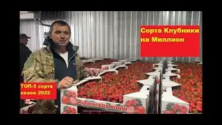 сорт клубники на миллион/ сезон 2022.