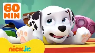 PAW Patrol | ¡Lo momentos más tontos de Marshall de PAW Patrol! 🤭 1 hora | Nick Jr. en Español