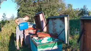 Зміни на покинутій пасіці Збираємо гнізда в зиму
