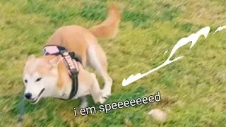 Suki is the Fastest Shibe Ever! Super Turbo Mode Activated