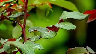 Rain Sounds for Sleeping  🌧️2 Hours
