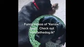 All of Kenzies TikTok Videos