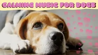 6 Hours Anti Anxiety Music For Dogs 🐶 Stress Relief Music For Dogs ♬ Calming Music For Dogs