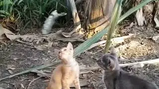 Lagi lomba ada perusuh datang