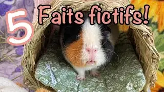 5 fictional facts about guinea pigs!