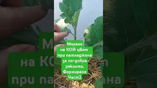 Резитба на коронния цвят при #патладжан. Защо и каксе прави, как се прави #колтучене. част 2