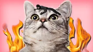 I STOLE A CAT?! | Q&A