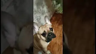 я хочу вот эту игрушку